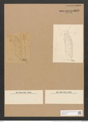 Nitzschia weissflogii var. interrupta Grun. (de-Toni-Nr.: Genus 47, Species 2061) Zeichnungen Sammlung Grunow Nr. 4073 (NHMW-BOT-W0371913)